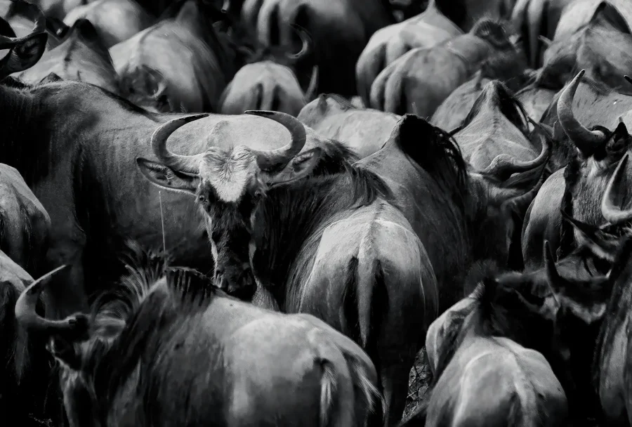AFRIKA 01