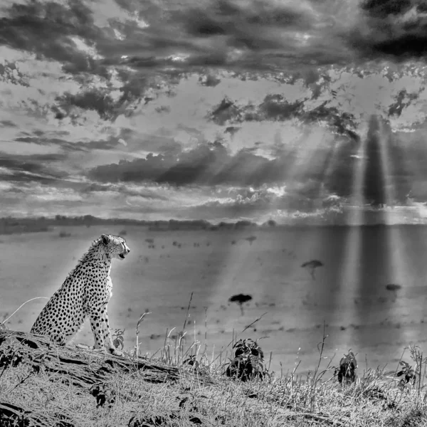 AFRIKA 02
