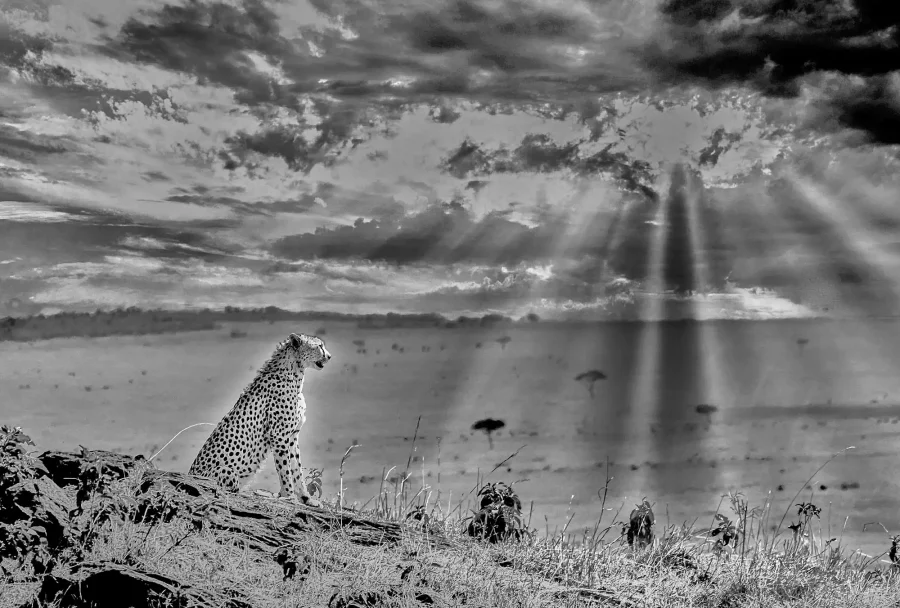 AFRIKA 02