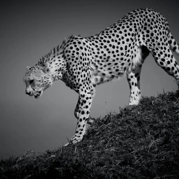 AFRIKA 03