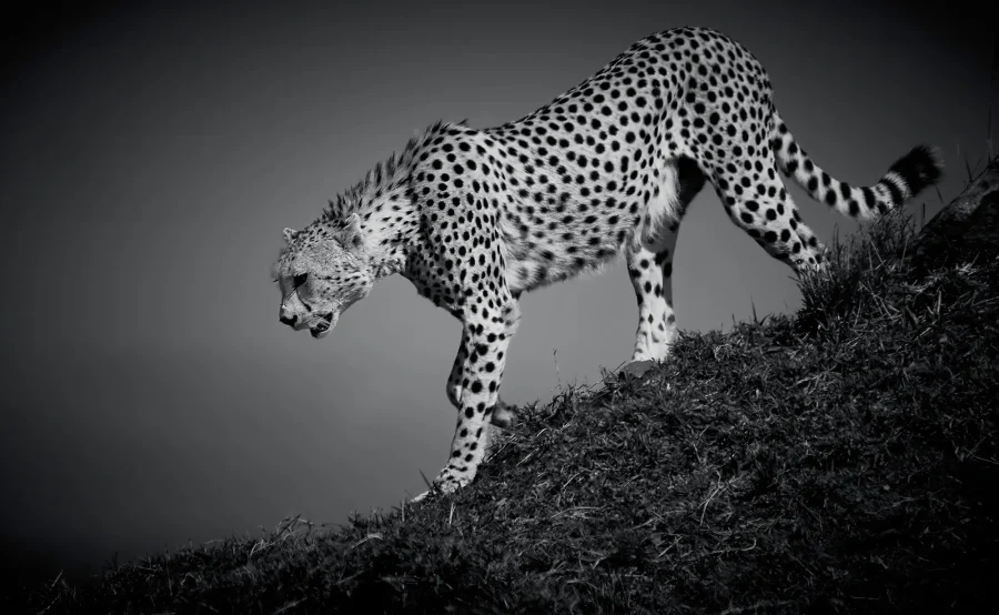 AFRIKA 03