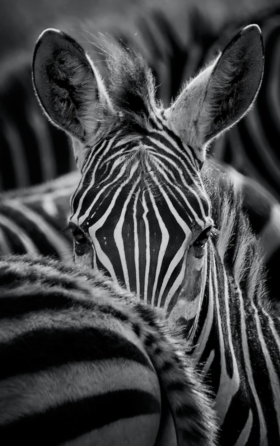 AFRIKA 24
