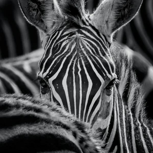 AFRIKA 24