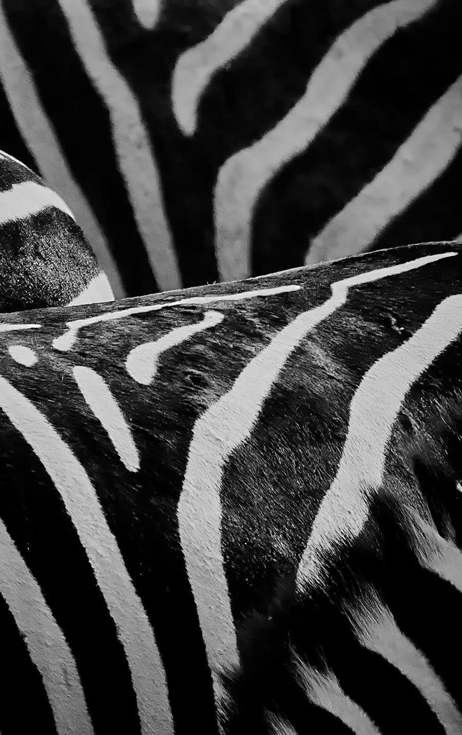 AFRIKA 23