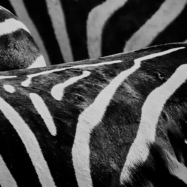 AFRIKA 23