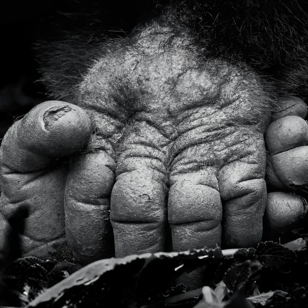 AFRIKA 08