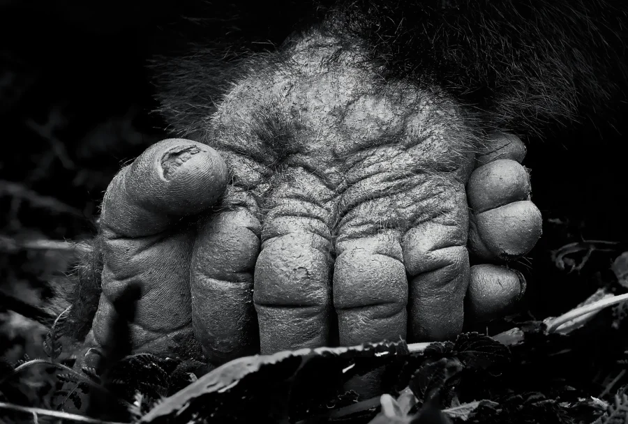 AFRIKA 08