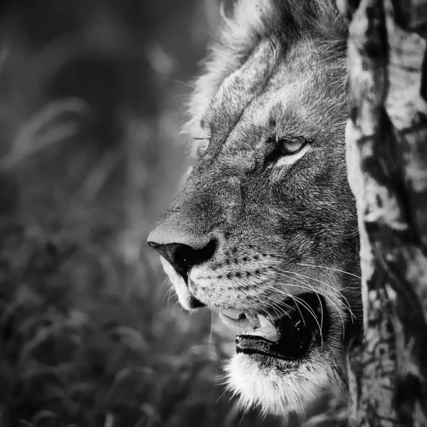 AFRIKA 09