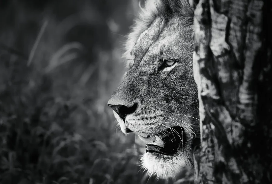 AFRIKA 09
