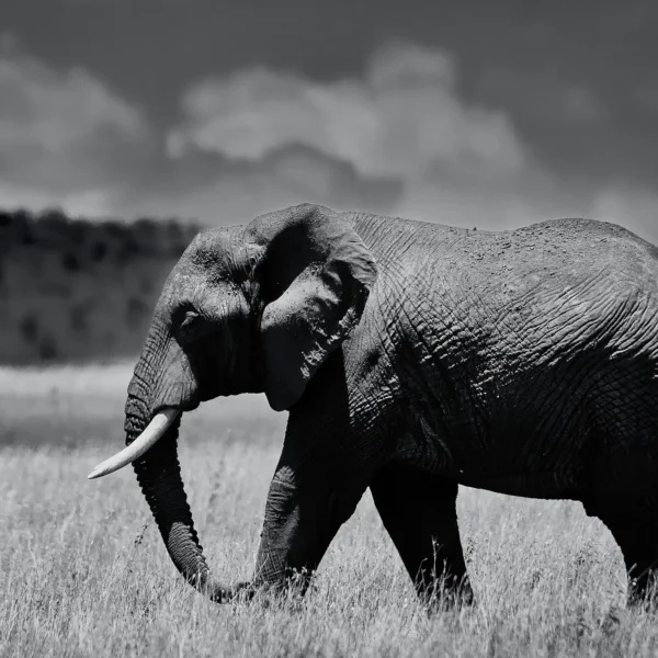 AFRIKA 11