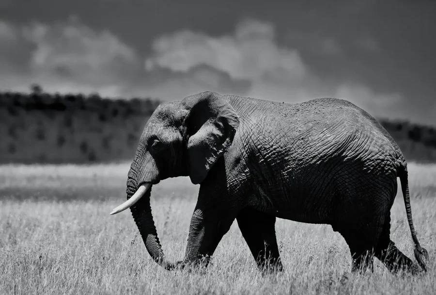 AFRIKA 11