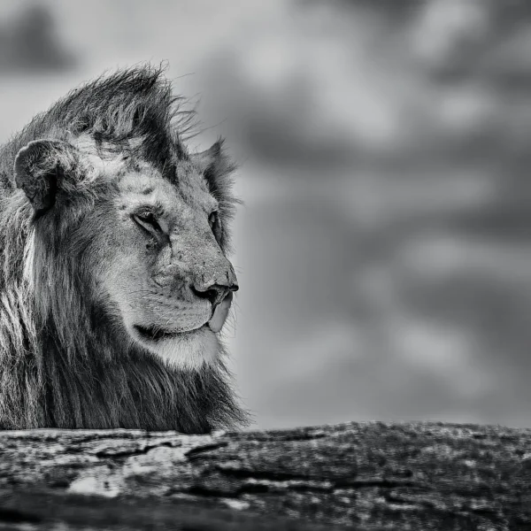 AFRIKA 12