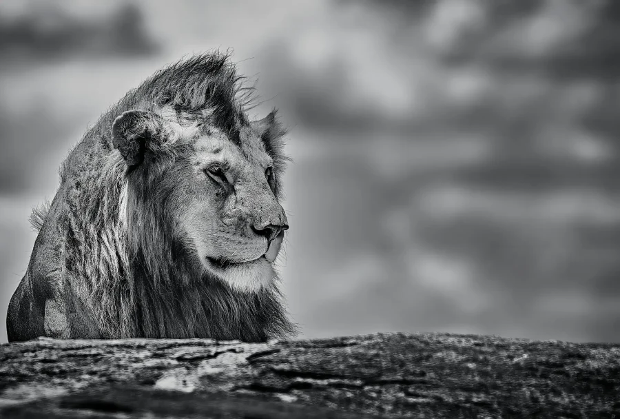 AFRIKA 12