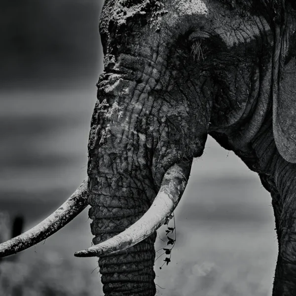 AFRIKA 13