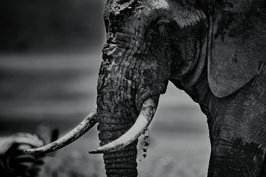 AFRIKA 13