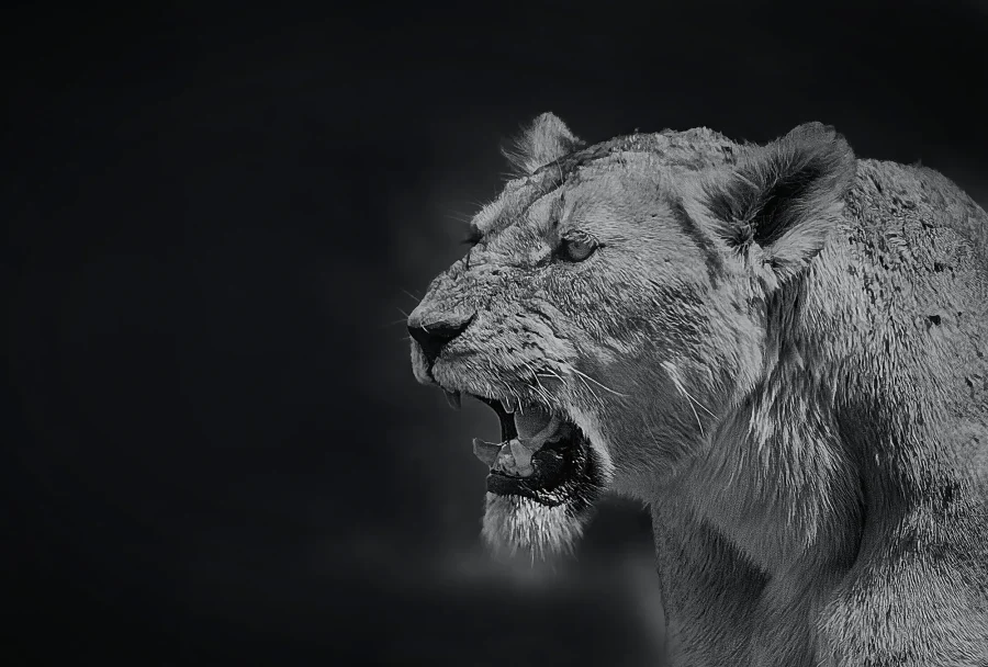 AFRIKA 14