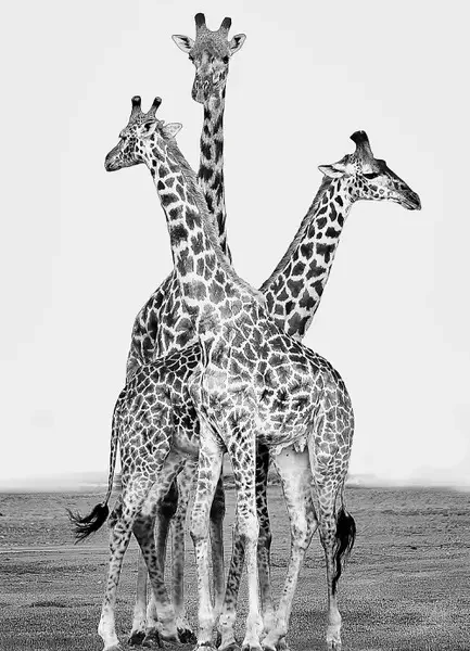 AFRIKA PORTFOLIO