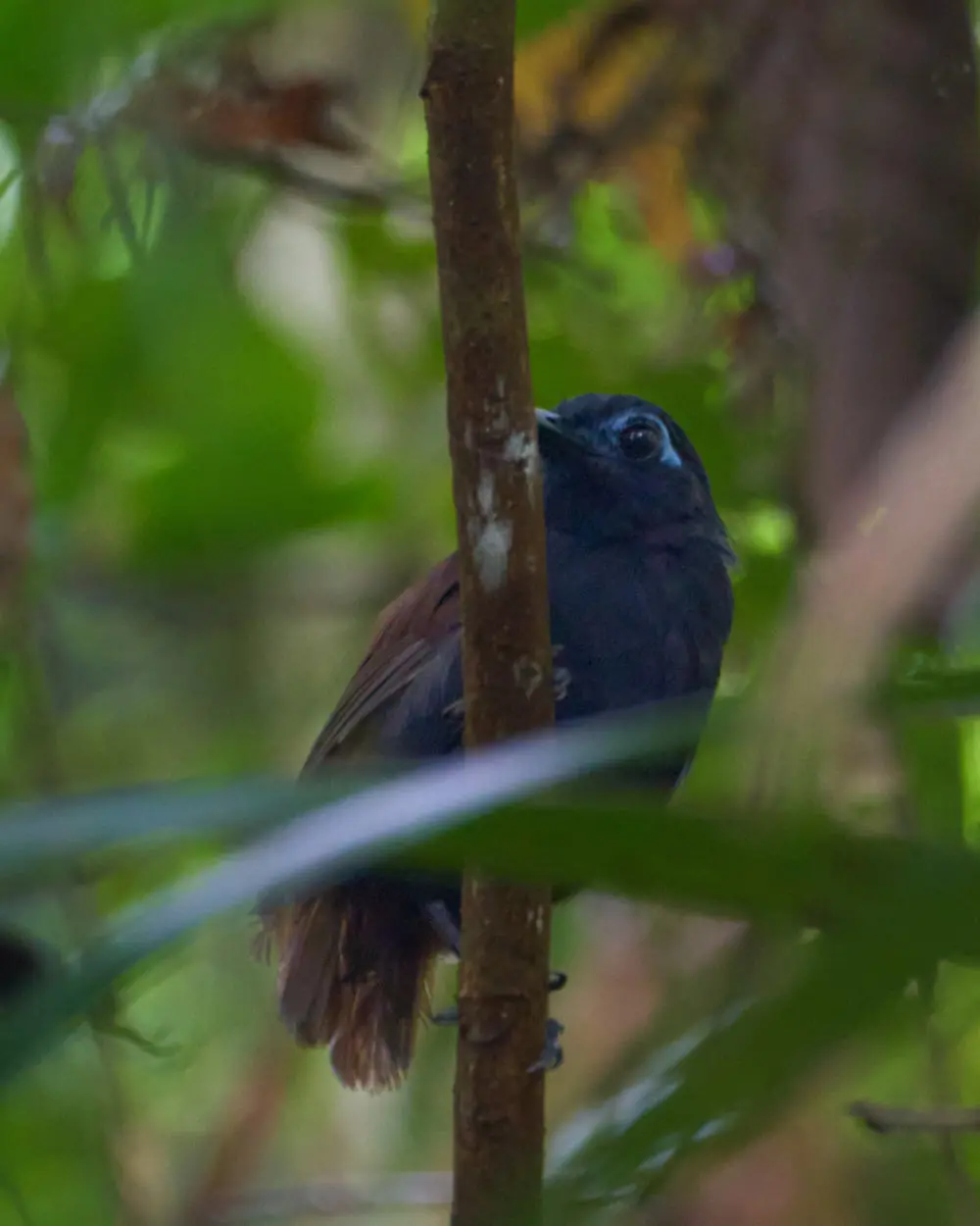Caminata de Descubrimiento - Imagen 4