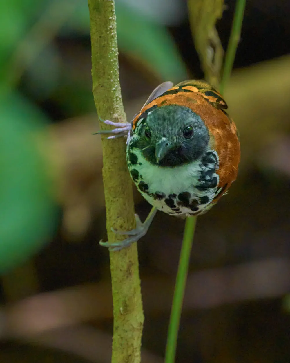 Caminata de Descubrimiento - Imagen 5