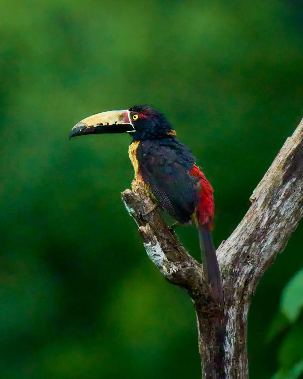 Caminata de Descubrimiento - Imagen 2